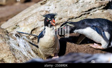 deux pingouins rockhopper dans un combat sur le territoire, l'un pique et l'autre bat ses ailes et s'enfuit en hurlant Banque D'Images