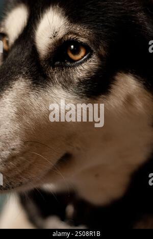 Le museau de Husky noir et blanc aux yeux jaunes se trouve détourné de la caméra. Soins aux chiens de traîneau. Soins pour animaux de compagnie. Huskies et Malamutes. Hétérochromie Banque D'Images