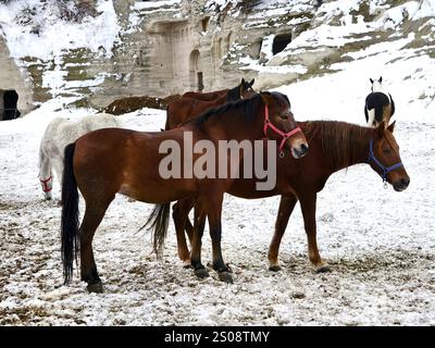 Les chevaux bruns se reposent dans la cour enneigée du ranch Banque D'Images