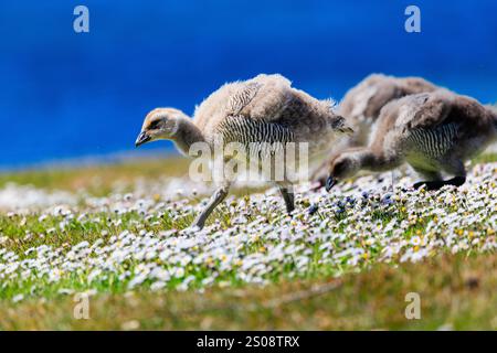 un jeune poussin d'oie des hautes terres en plumage de mue marchant en profil latéral à travers un champ herbeux couvert de petites fleurs blanches Banque D'Images