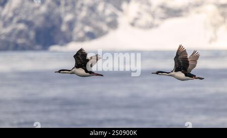 deux shags impériaux en profil latéral volant en ligne basse au-dessus de la mer devant un rivage rocheux enneigé Banque D'Images