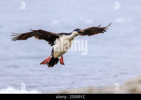 shag impérial ou cormoran aux yeux bleus avec les ailes déployées et les pieds vers le bas en approche finale prêt à atterrir sur une petite île rocheuse en antarctique Banque D'Images