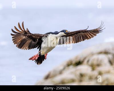 shag impérial ou cormoran aux yeux bleus avec les ailes déployées et les pieds vers le bas en approche finale prêt à atterrir sur une petite île rocheuse en antarctique Banque D'Images