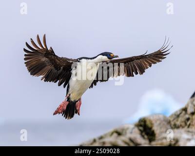 shag impérial ou cormoran aux yeux bleus avec les ailes déployées et les pieds vers le bas en approche finale prêt à atterrir sur une petite île rocheuse en antarctique Banque D'Images