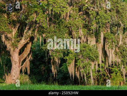 Gros plan d'un grand chêne vivant du Sud, Quercus virginiana, drapé de mousse espagnole. L'arbre remplit le cadre. Originaire du sud-est des États-Unis. Banque D'Images