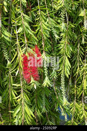 Pinceau pleureur, Callistemon viminalis, avec des pointes de fleurs rouges frappantes, des bourgeons verts et du feuillage. Petit arbre tropical originaire d'Australie. Banque D'Images