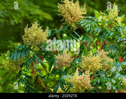 Rhus copallinum, sumac ailé, arbuste à plusieurs tiges avec des feuilles composées, des ailes ou un rachis d'alate sur les folioles et des panicules de fleurs jaunes. Banque D'Images