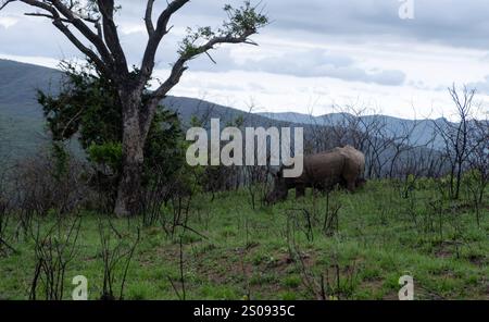 Pâturage de rhinocéros dans le parc national de Hluhluwe, Afrique du Sud. Deux rhinocéros blancs en milieu naturel Banque D'Images