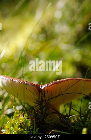 Un champignon est assis sur l'herbe. Le champignon est brun et rouge. L'herbe est verte et la lumière du soleil brille sur le champignon Banque D'Images