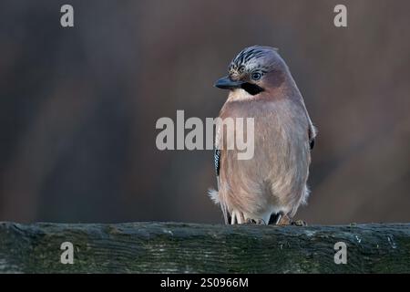 Jay (Garrulus glandarius) en fin d'après-midi soleil d'hiver Banque D'Images