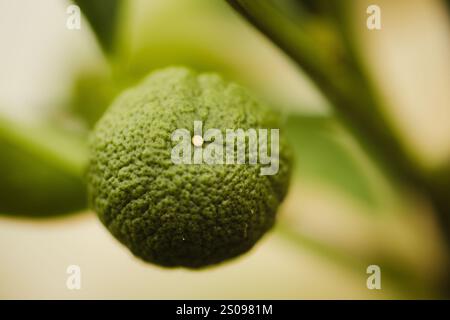 Photo macro de fruits non mûrs de mandarine Banque D'Images
