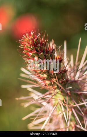 Une plante épaisse avec des fleurs rouges. La plante est verte et a beaucoup d'épines Banque D'Images