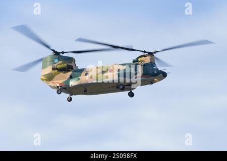 Japon, à la base aérienne de Kanoya 19 novembre 2024 : Boeing CH-47JA Chinook à la base aérienne de Kanoya au Japon Banque D'Images