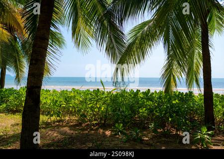 Par une journée ensoleillée, profitez d'une vue sereine sur la côte avec des palmiers luxuriants se balançant dans la brise Banque D'Images