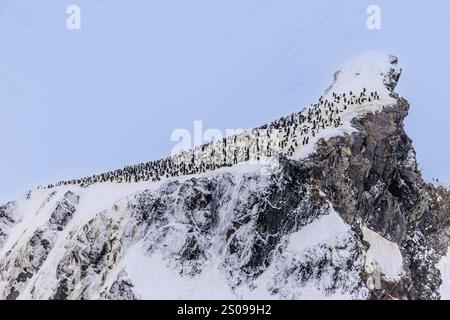 un promontoire rocheux à flancs escarpés recouvert de neige a une surface en pente lisse et enneigée qui est recouverte de centaines de manchots à jugulaire à point wild Banque D'Images