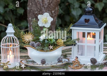 arrangement de jardin de noël avec helleborus niger dans un bateau de sauce et des lanternes Banque D'Images