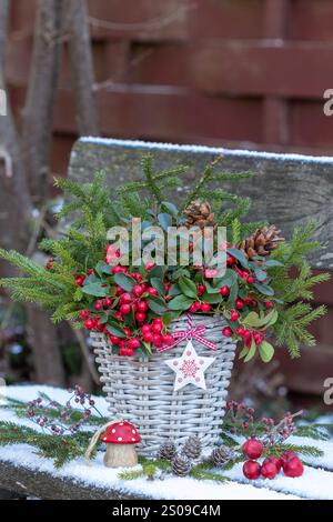 gaultheria procumbens et branches d'épinette dans un panier dans le jardin d'hiver Banque D'Images
