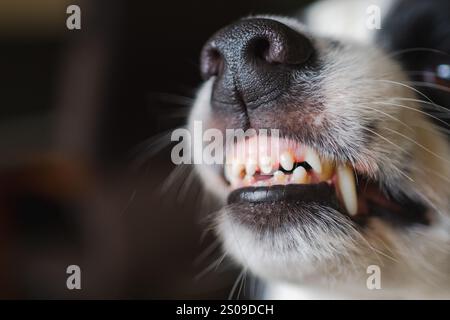 Chien dangereux en colère. Chiot chien agressif bordure collie dents barantes crocs semblant agressif dangereux. Chien effrayant grognant gardien prêt pour l'attaque. PET infecté par la rage. Banque D'Images