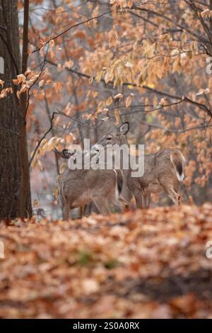 Deux cerfs de Virginie, probablement mère et enfant, se tiennent près l'un de l'autre dans une belle forêt d'automne dans le New Jersey. Banque D'Images