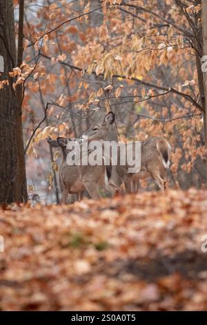 Deux cerfs de Virginie, probablement mère et enfant, se tiennent près l'un de l'autre dans une belle forêt d'automne dans le New Jersey. Banque D'Images