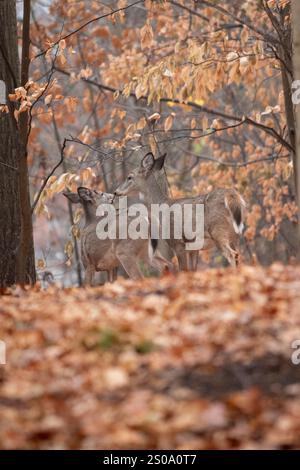 Deux cerfs de Virginie, probablement mère et enfant, se tiennent près l'un de l'autre dans une belle forêt d'automne dans le New Jersey. Banque D'Images