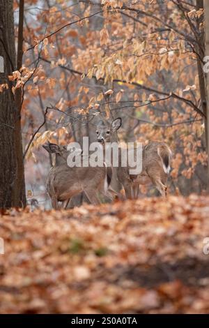 Deux cerfs de Virginie, probablement mère et enfant, se tiennent près l'un de l'autre dans une belle forêt d'automne dans le New Jersey. Banque D'Images