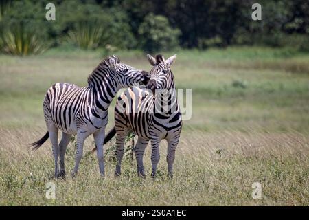 À la réserve de gibier de Tala près de Durban, Afrique du Sud Banque D'Images