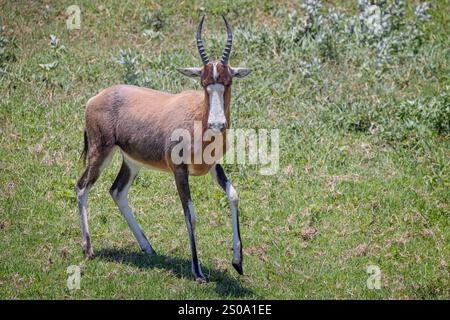 Horned Blesbok Antelope dans la brousse africaine à la réserve de Tala Game près de Durban, Afrique du Sud Banque D'Images