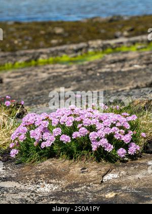 La thrift de la mer ( Armeria maritima ) pousse sur le rivage rocheux en Écosse, au Royaume-Uni Banque D'Images