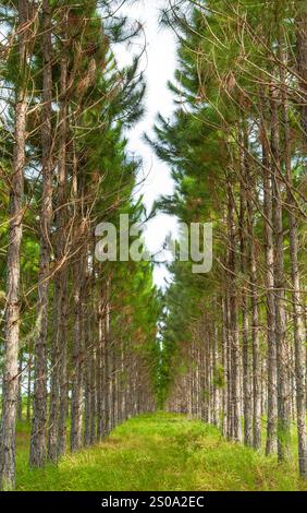 Une plantation de pins dans une réserve centrale de Floride, avec des rangées symétriques d'arbres plantés à l'origine pour la production de bois, n'est plus récoltée. Banque D'Images