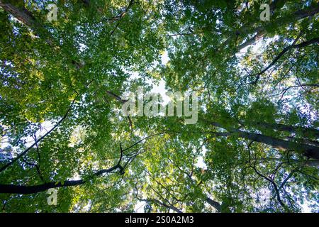 Regardant vers le haut dans une canopée d'arbres feuillus au début de l'automne avant que les feuilles aient changé. Banque D'Images