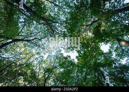 Regardant vers le haut dans une canopée d'arbres feuillus au début de l'automne avant que les feuilles aient changé. Banque D'Images