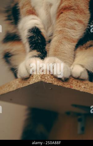 Le bas du corps d'un chat calico est présenté, avec un accent détaillé sur ses pattes. La fourrure affiche un mélange de couleurs blanc, noir et orange. Un charmant de Banque D'Images