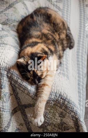 Un chat mignon et pelucheux rayé ouvre sa bouche large. Dents et langue rose, yeux fermés, miaulements ou bâillements. À l'intérieur, copiez l'espace, gros plan, selecti Banque D'Images
