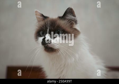 Capturé dans un éclairage tamisé, ce chat mascarade Neva met en valeur sa fourrure luxueuse. Les marques faciales uniques créent une apparence distinguée. Un majestueux Banque D'Images