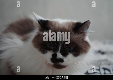 Avec son pelage moelleux, le chat Neva Mascarade est la quintessence de la beauté. Ses marques en forme de masque le distinguent. Une image intemporelle pour ceux qui apprécient fe Banque D'Images