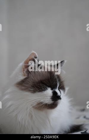 Avec son pelage moelleux, le chat Neva Mascarade est la quintessence de la beauté. Ses marques en forme de masque le distinguent. Une image intemporelle pour ceux qui apprécient fe Banque D'Images