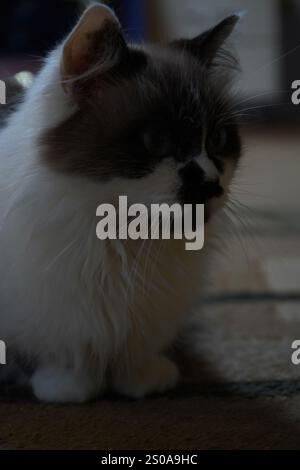 Un élégant chat aux yeux bleus regarde directement dans l'appareil photo. Sa fourrure moelleuse scintille dans la lumière vive. Son attitude calme respire le charme et la grâce Banque D'Images