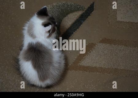 Un élégant chat aux yeux bleus regarde directement dans l'appareil photo. Sa fourrure moelleuse scintille dans la lumière vive. Son attitude calme respire le charme et la grâce Banque D'Images