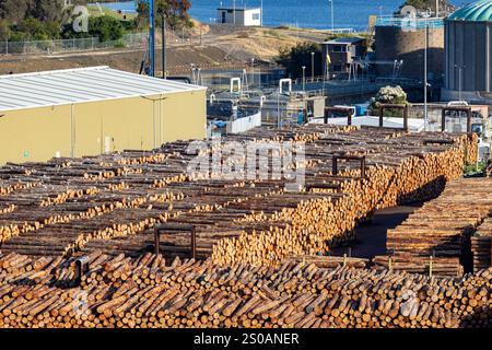 Hobart Tasmanie, les fournitures forestières de bois prêtes à l'exportation, le bois provient des forêts du sud de la Tasmanie, Australie, 2024 Banque D'Images