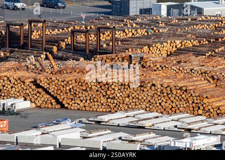 Hobart Tasmanie, les fournitures forestières prêtes à l'exportation à Macquarie Wharf dans les docks de Hobart, les grumes proviennent des forêts du sud de la Tasmanie, 2024 Banque D'Images