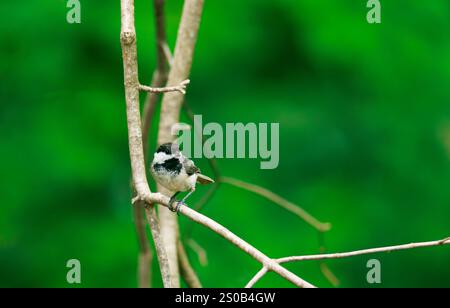 Chickadee à capuchon noir sur branche d'arbre Banque D'Images