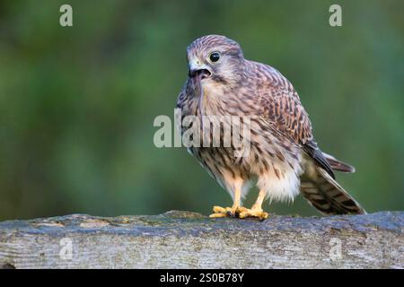 Crécerelle femelle, Falco tinnunculus, comme elle se perche sur une clôture en bois. Dépassant de sa bouche se trouve la queue d'un petit rongeur dont elle s'est nourrie Banque D'Images