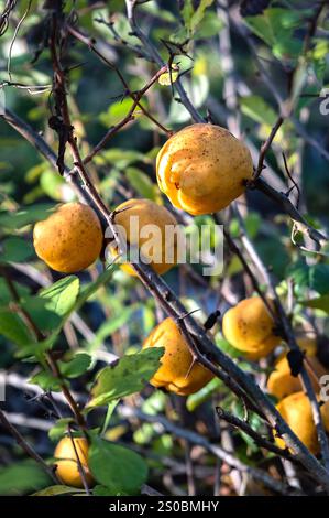 Fruits jaunes mûrs de l'arbuste Chaenomeles japonica dans le jardin d'automne en gros plan. Recadrage vertical. Banque D'Images