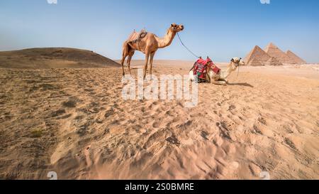 Gizeh, Egypte - Une vue des pyramides de Gizeh, Egypte avec un couple de chameaux. Banque D'Images