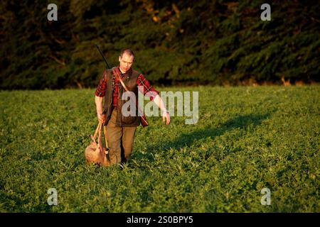 Un homme transporte un cerf mort à travers un champ herbeux lors d'un voyage de chasse au cerf en Zélande, au Danemark. Banque D'Images