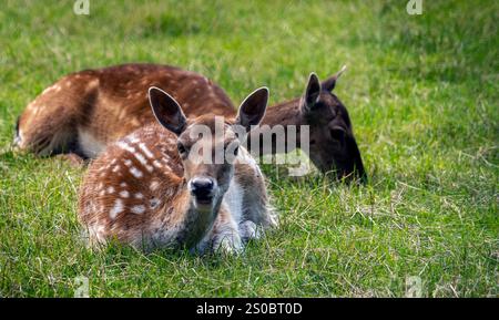 Deux cerfs reposant sur l'herbe verte, l'un couché avec des taches et l'autre pâturant. La scène capture un moment paisible dans la nature. Banque D'Images