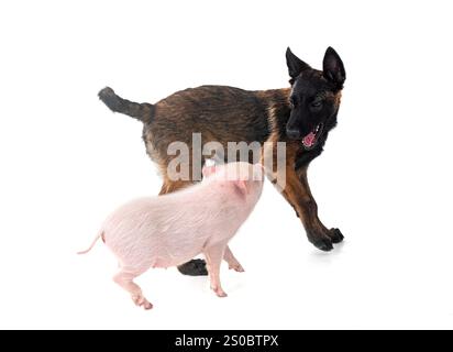 cochon miniature rose et chiot malinois devant fond blanc Banque D'Images