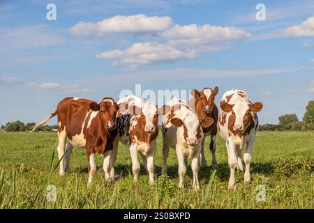 Veaux de vache laitière dans une rangée, côte à côte, debout dans un pré vert, groupe rouge et blanc de génisses ensemble heureux et ludique sous un ciel bleu Banque D'Images