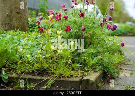 Jardin de fosse d'arbres pour le verdissement urbain et l'adaptation au climat. Petit jardin avec des plantes autour d'un arbre. Boomspiegeltuin. Banque D'Images